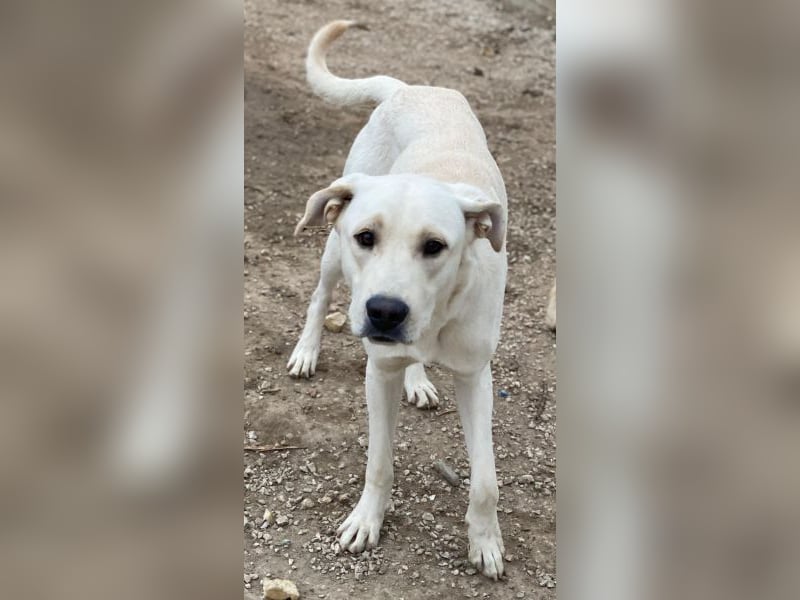 Miguel, geb. ca. 08/2024, lebt in GRIECHENLAND, im städt. Tierheim Serres Miguel, geb. ca. 08/2024, lebt in GRIECHENLAND, im städt. Tierheim Serres