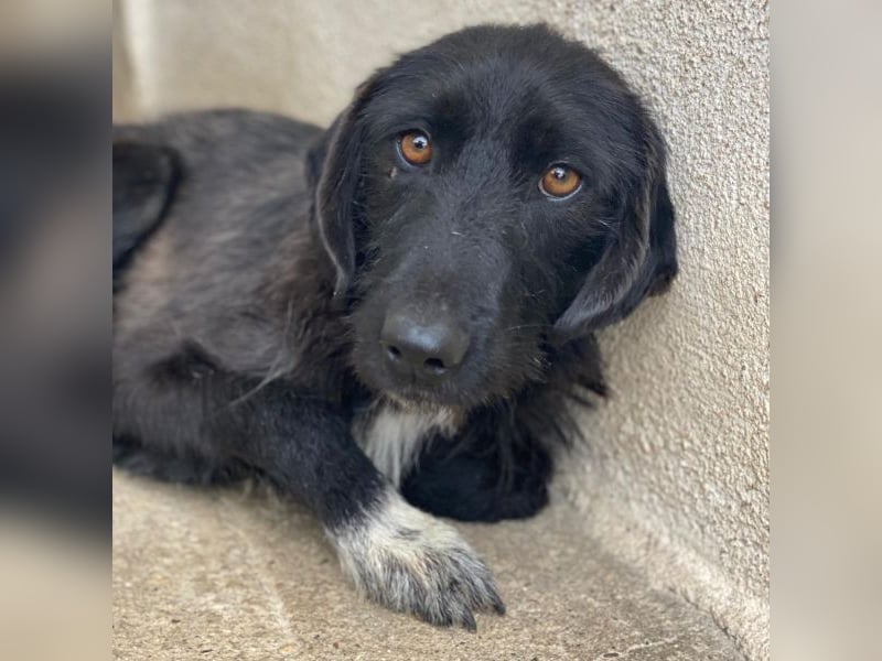 Erebus, geb. ca. 01/2025, lebt in GRIECHENLAND, im städt. Tierheim Serres