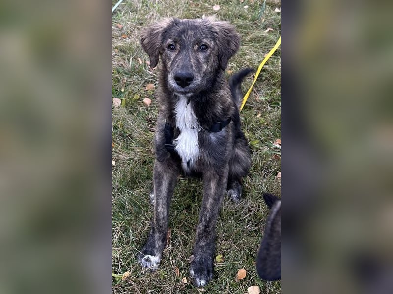 Kaya, geb. ca. 05/2025, lebt auf einer Pflegestelle in 95168 Marktleuthen