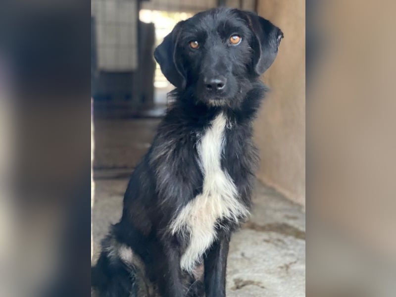 Erebus, geb. ca. 01/2025, lebt in GRIECHENLAND, im städt. Tierheim Serres