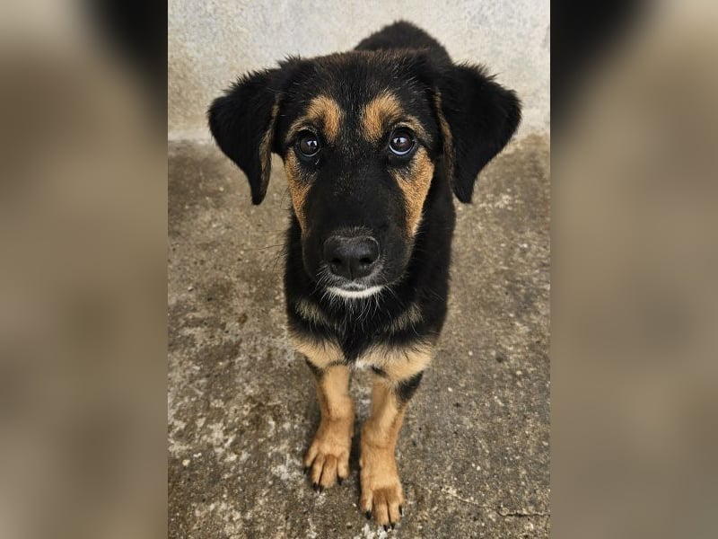 Glinda, geb. ca. 07/2025, lebt in GRIECHENLAND, im städt. Tierheim Serres