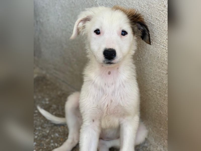 Luna, geb. ca. 07/2025, lebt in GRIECHENLAND, im städt. Tierheim Serres