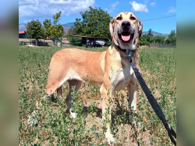 Angeliki, geb. ca. 12/2024, lebt in GRIECHENLAND, auf einer privaten Pflegestelle