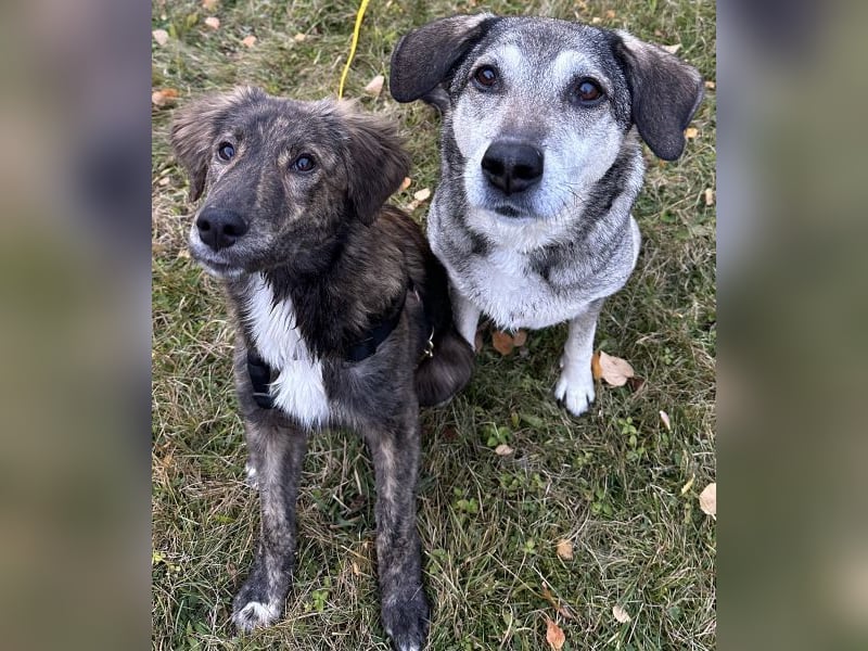 Kaya, geb. ca. 05/2025, lebt auf einer Pflegestelle in 95168 Marktleuthen