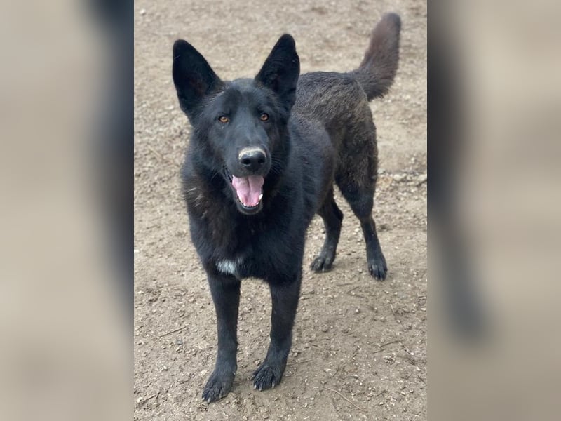 Zanders, geb. ca. 05/2023, lebt in GRIECHENLAND, im städt. Tierheim Serres