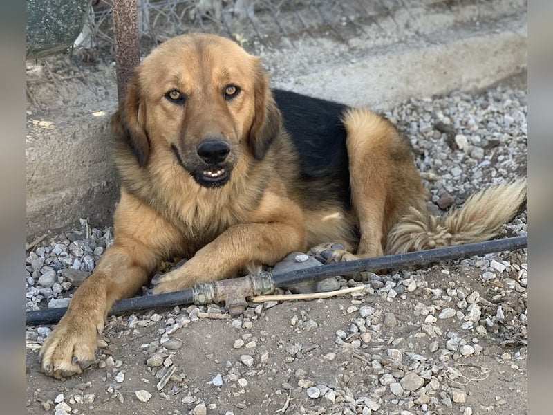 Kerchak, geb. ca. 07/2021, lebt in GRIECHENLAND, im städt. Tierheim Serres