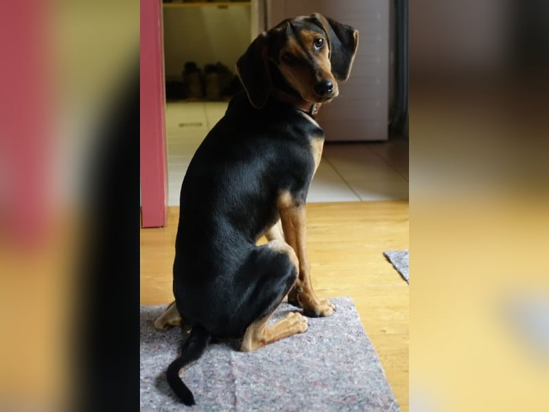 Solen, geb. ca. 04/2025, lebt bei einem Ehepaar in 79733 Görwihl