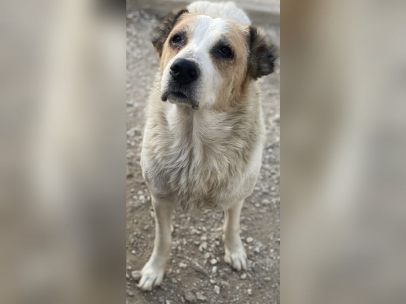 Jorma, geb. ca. 03/2016, lebt in GRIECHENLAND, im städt. Tierheim Serres