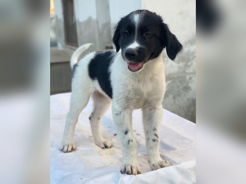 Anastasia, geb. ca. 05/2025, lebt in GRIECHENLAND, im städt. Tierheim Serres