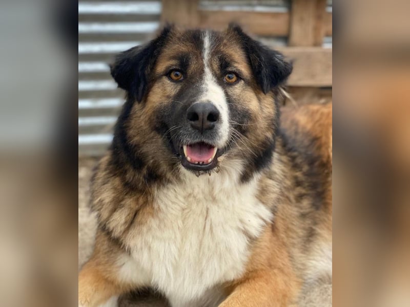 Poppi, geb. ca. 06/2021, lebt in GRIECHENLAND, im städt. Tierheim Serres