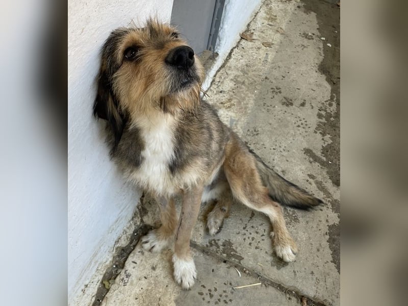 Flóki, geb. ca. 11/2023, lebt in GRIECHENLAND, auf einer privaten Pflegestelle