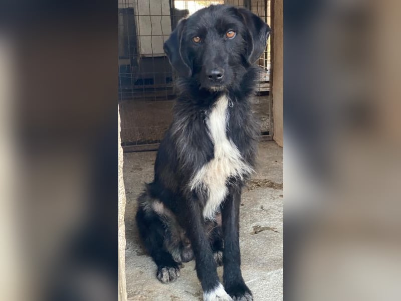 Erebus, geb. ca. 01/2025, lebt in GRIECHENLAND, im städt. Tierheim Serres