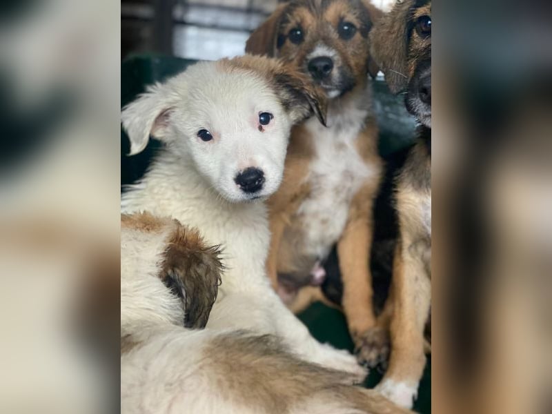 Luna, geb. ca. 07/2025, lebt in GRIECHENLAND, im städt. Tierheim Serres