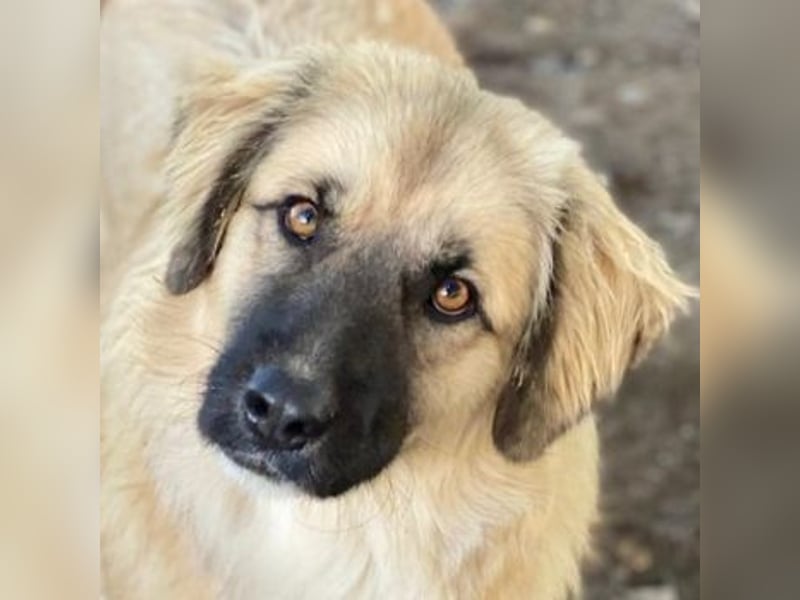 Malou, geb. ca. 04/2024, lebt in GRIECHENLAND, im städt. Tierheim Serres