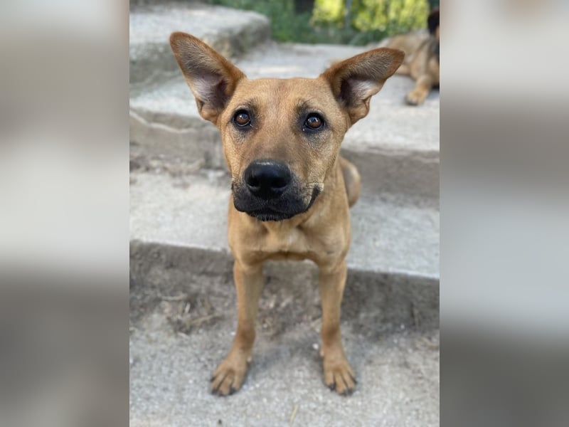 Zella, geb. ca. 03/2023, lebt auf einer Pflegestelle in 47638 Straelen