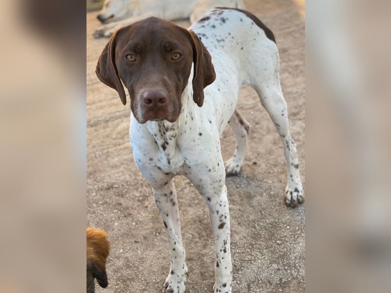 Areno, geb. ca. 08/2024, lebt in GRIECHENLAND, auf einer privaten Pflegestelle