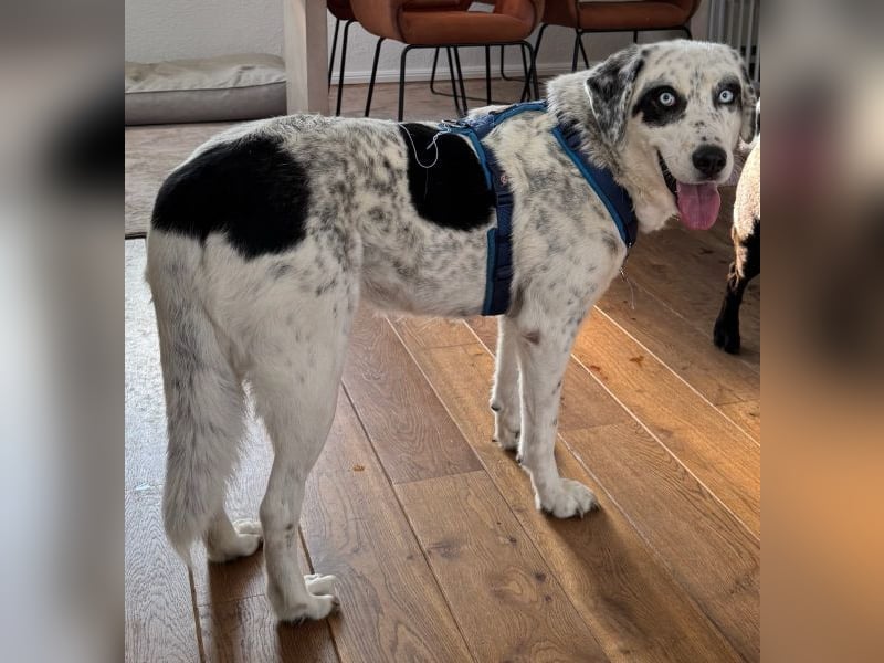 Snow, geb. ca. 06/2023, lebt auf einer Pflegestelle in 47652 Weeze Snow, geb. ca. 06/2023, lebt auf einer Pflegestelle in 47652 Weeze