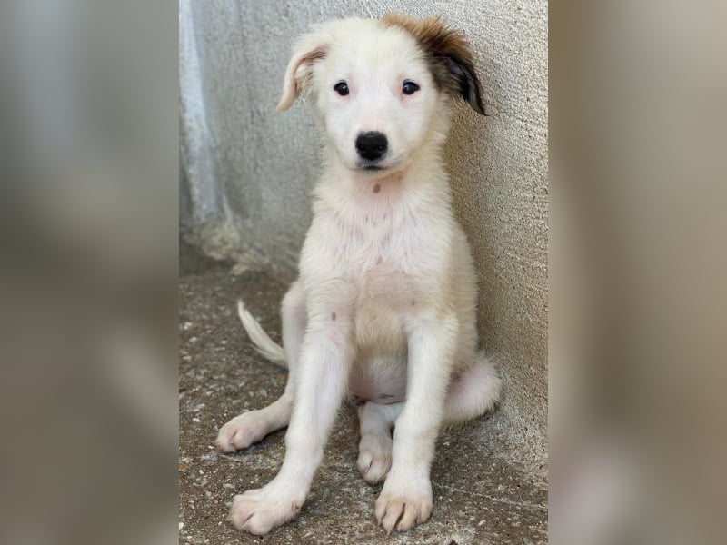 Luna, geb. ca. 07/2025, lebt in GRIECHENLAND, im städt. Tierheim Serres