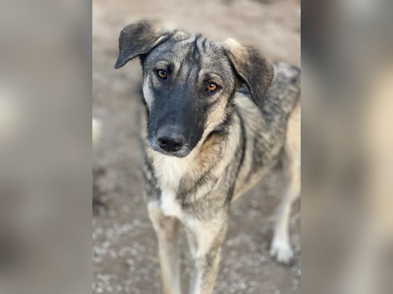 Erwin, geb. ca. 05/2024, lebt in GRIECHENLAND, im städt. Tierheim Serres