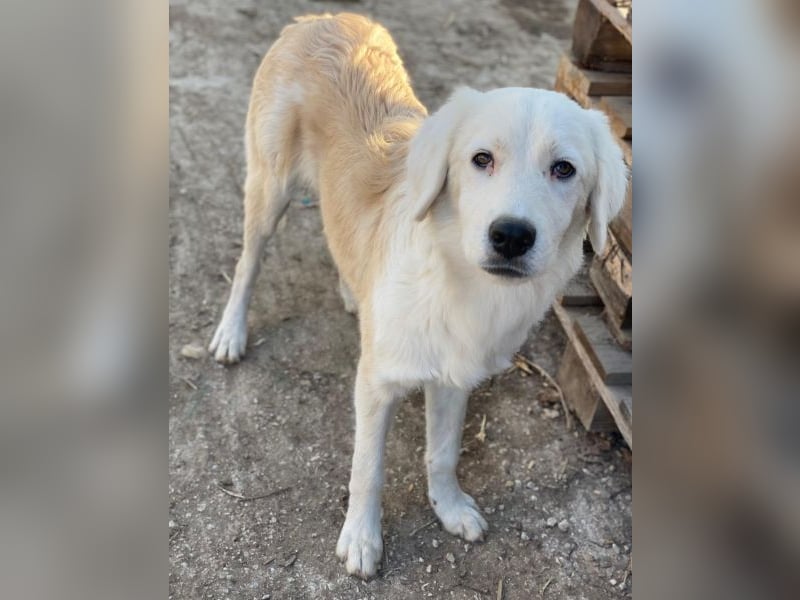 Havoc, geb. ca. 03/2025, lebt in GRIECHENLAND, auf einer privaten Pflegestelle