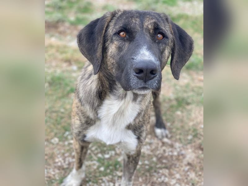 Tenera, geb. ca. 10/2024, lebt in GRIECHENLAND, im städt. Tierheim Serres