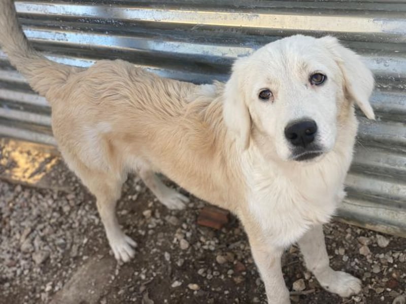 Havoc, geb. ca. 03/2025, lebt in GRIECHENLAND, auf einer privaten Pflegestelle