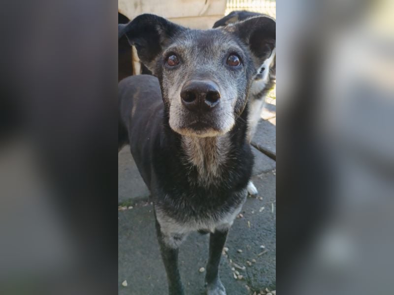 Lilika, geb. ca. 06/2015, lebt in GRIECHENLAND, auf einer privaten Pflegestelle