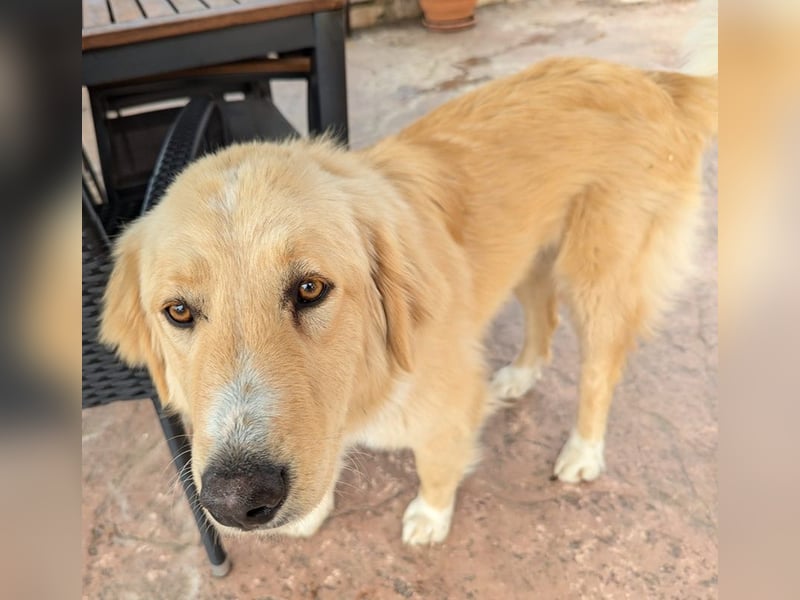 Luma, geb. ca. 12/2023, lebt in GRIECHENLAND, auf einer privaten Pflegestelle