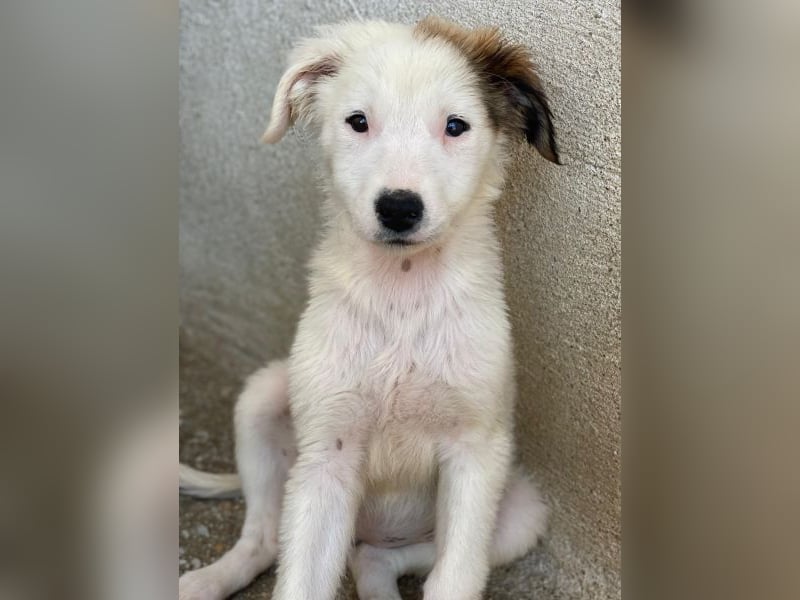 Luna, geb. ca. 07/2025, lebt in GRIECHENLAND, im städt. Tierheim Serres