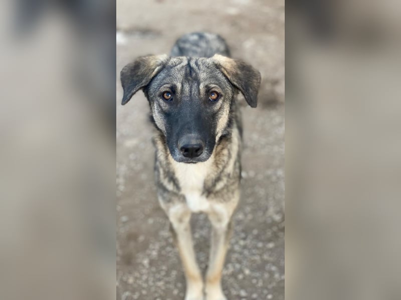 Erwin, geb. ca. 05/2024, lebt in GRIECHENLAND, im städt. Tierheim Serres