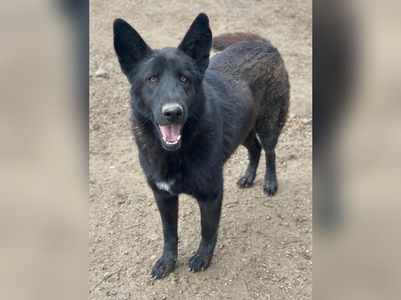 Zanders, geb. ca. 05/2023, lebt in GRIECHENLAND, im städt. Tierheim Serres