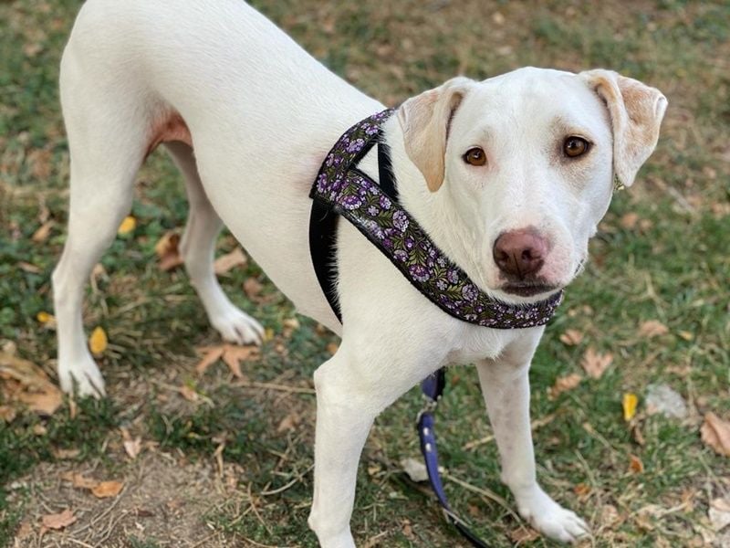 Janna, geb. ca. 10/2019, lebt in GRIECHENLAND, auf einer privaten Pflegestelle Janna, geb. ca. 10/2019, lebt in GRIECHENLAND, auf einer privaten Pflegestelle