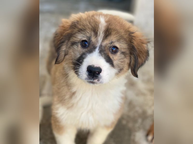 Suvi, geb. ca. 08/2025, lebt in GRIECHENLAND, im städt. Tierheim Serres