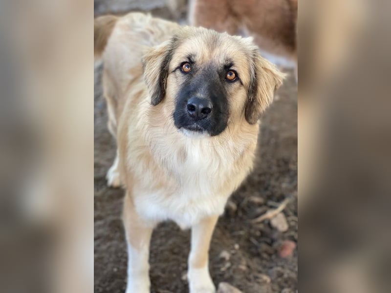 Malou, geb. ca. 04/2024, lebt in GRIECHENLAND, im städt. Tierheim Serres