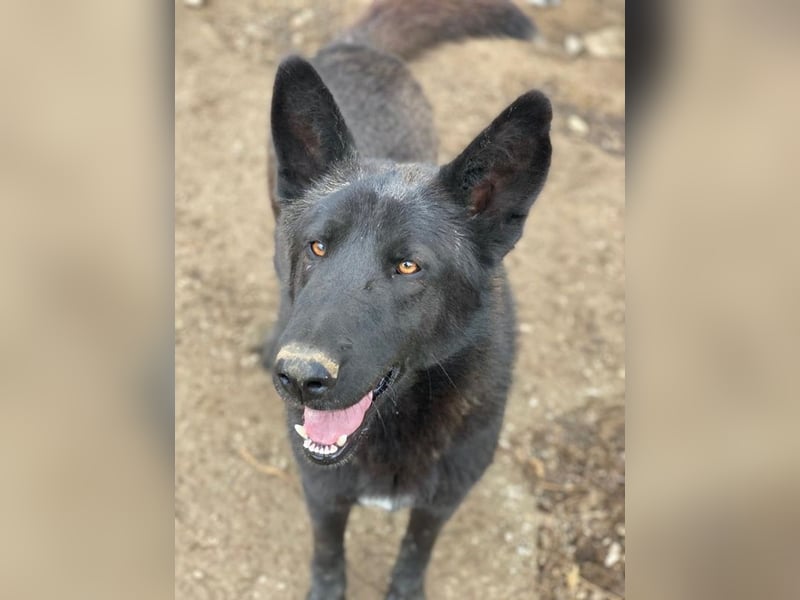 Zanders, geb. ca. 05/2023, lebt in GRIECHENLAND, im städt. Tierheim Serres