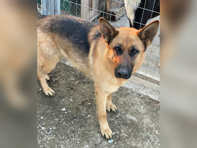 Wilma, geb. ca. 04/2021, lebt in GRIECHENLAND, im städt. Tierheim Serres