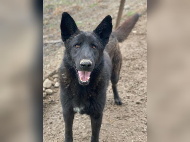 Zanders, geb. ca. 05/2023, lebt in GRIECHENLAND, im städt. Tierheim Serres