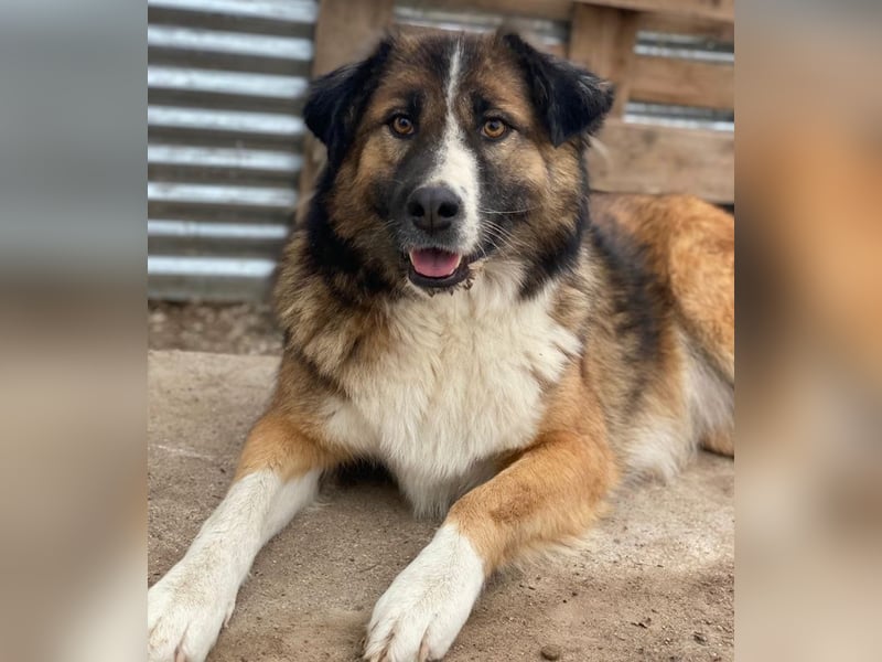 Poppi, geb. ca. 06/2021, lebt in GRIECHENLAND, im städt. Tierheim Serres