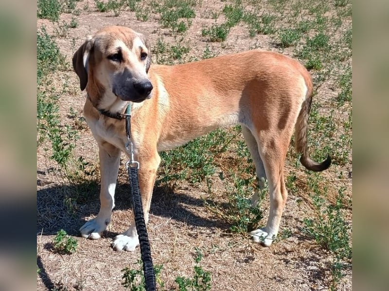 Angeliki, geb. ca. 12/2024, lebt in GRIECHENLAND, auf einer privaten Pflegestelle