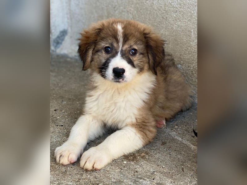 Suvi, geb. ca. 08/2025, lebt in GRIECHENLAND, im städt. Tierheim Serres