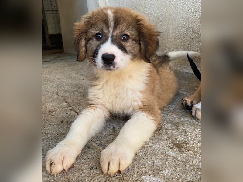 Suvi, geb. ca. 08/2025, lebt in GRIECHENLAND, im städt. Tierheim Serres