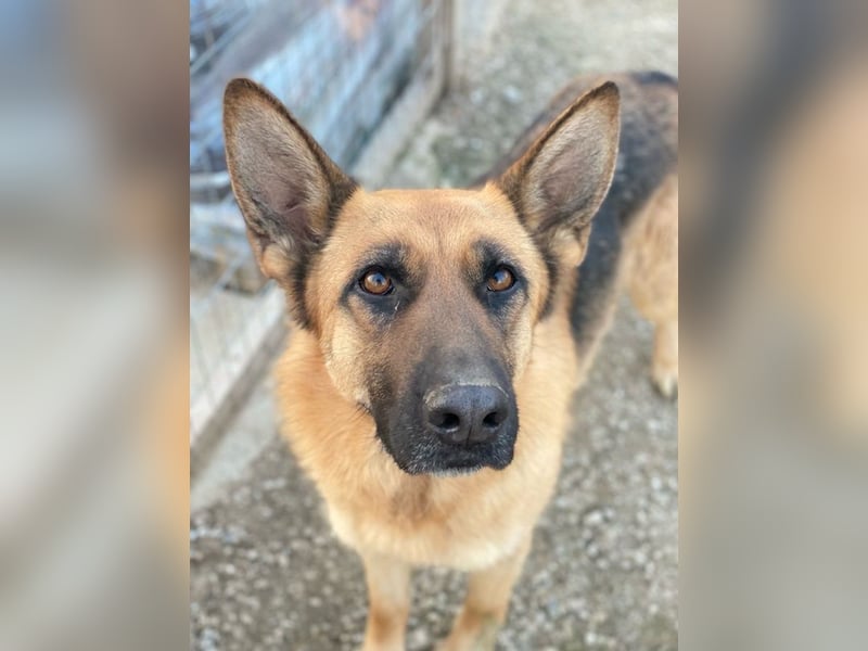 Wilma, geb. ca. 04/2021, lebt in GRIECHENLAND, im städt. Tierheim Serres