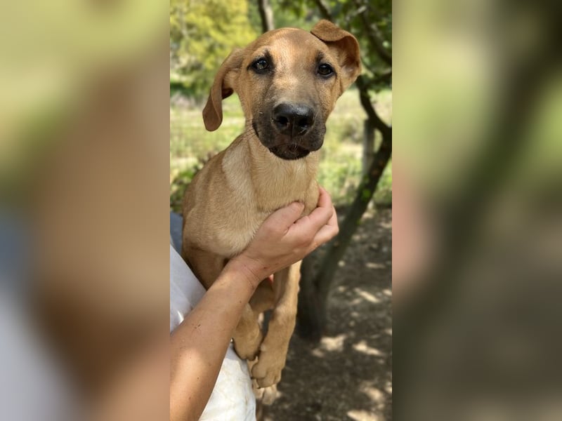 Jamie, geb. ca. 06/2022, lebt in GRIECHENLAND, auf einer privaten Pflegestelle