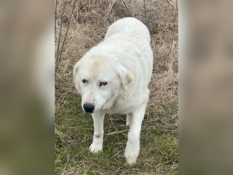 Sanni, geb. ca. 08/2018, lebt in GRIECHENLAND, im städt. Tierheim Serres