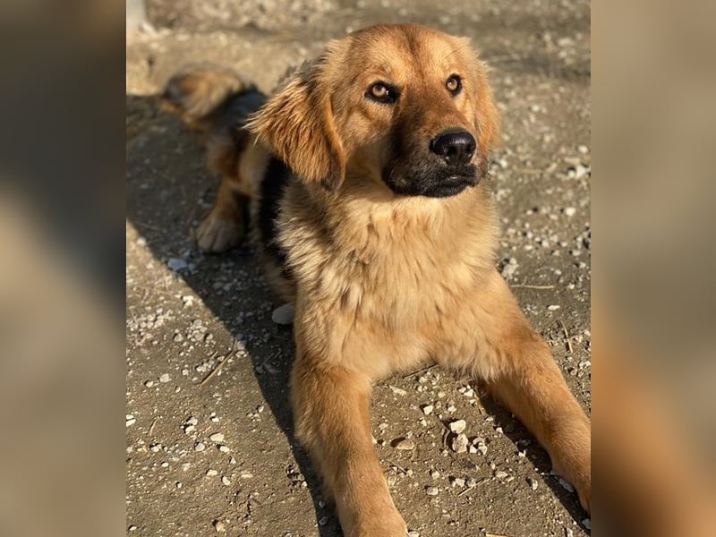 Kerchak, geb. ca. 07/2021, lebt in GRIECHENLAND, im städt. Tierheim Serres