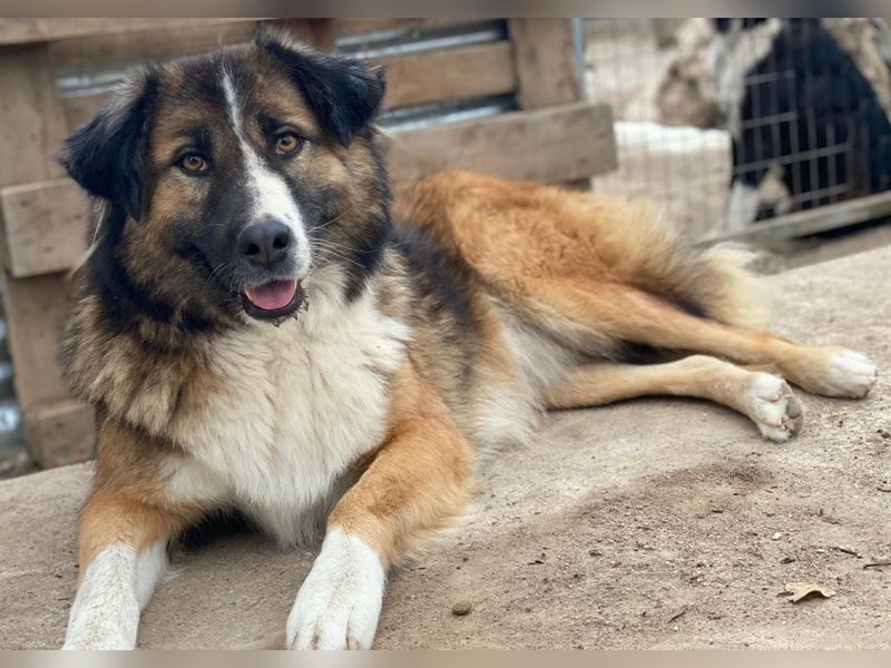 Poppi, geb. ca. 06/2021, lebt in GRIECHENLAND, im städt. Tierheim Serres