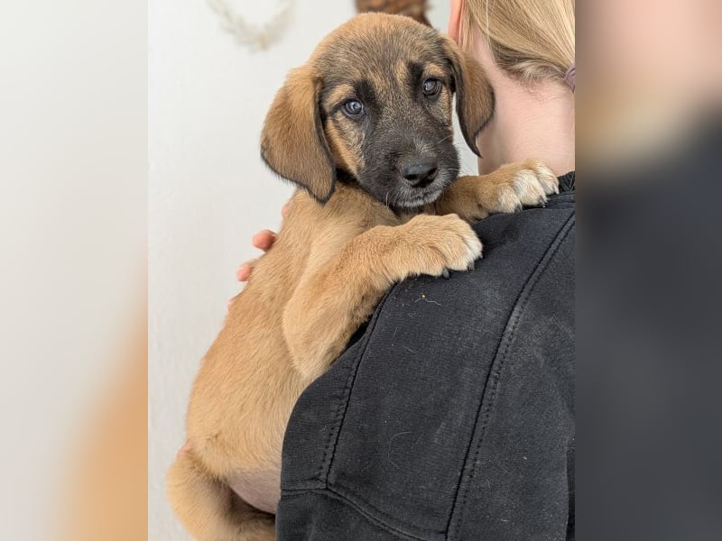 Maverick, geb. ca. 07/2025, lebt in GRIECHENLAND, im städt. Tierheim Serres