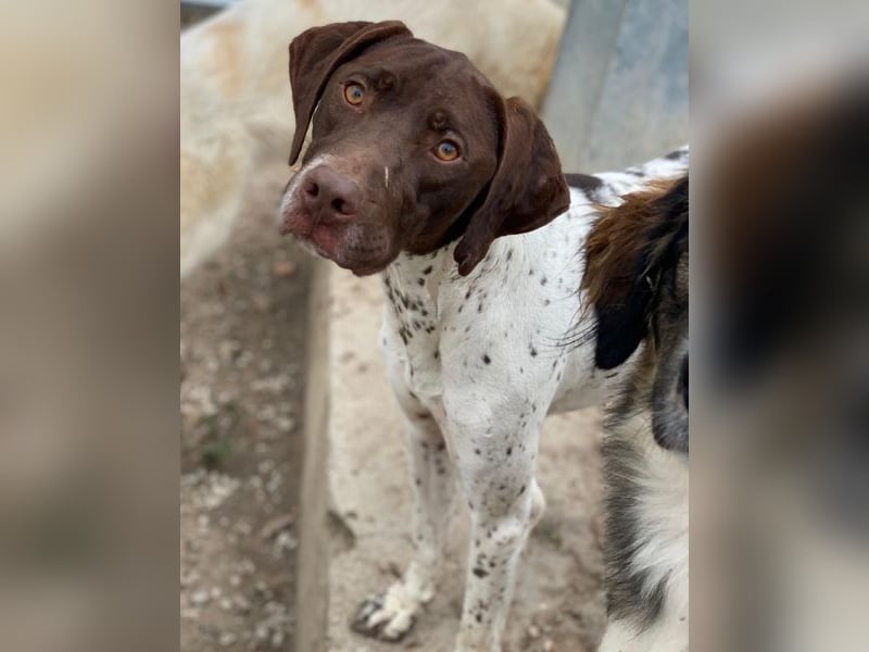 Areno, geb. ca. 08/2024, lebt in GRIECHENLAND, auf einer privaten Pflegestelle