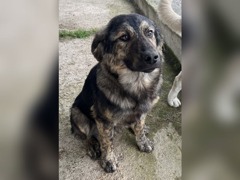 Nevik, geb. ca. 10/2024, lebt in GRIECHENLAND, auf einer privaten Pflegestelle