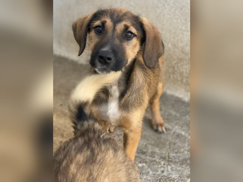 Tayachen, geb. ca. 07/2025, lebt in GRIECHENLAND, im städt. Tierheim Serres